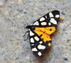 Arctia villica